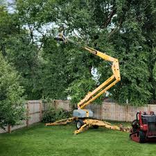 Best Tree Cabling and Bracing  in Concord, MI