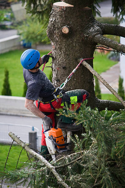 Tree and Shrub Care in Concord, MI