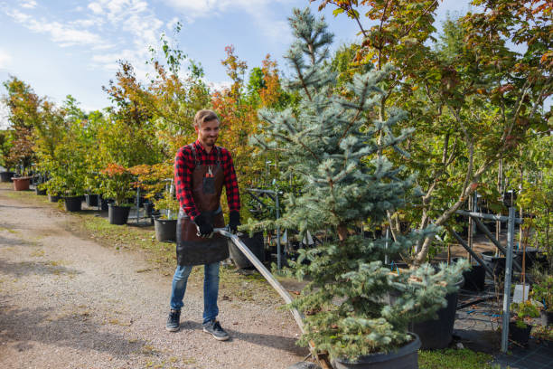 Best Commercial Tree Services  in Concord, MI