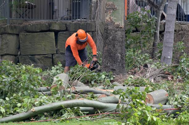 Best Utility Line Clearance  in Concord, MI